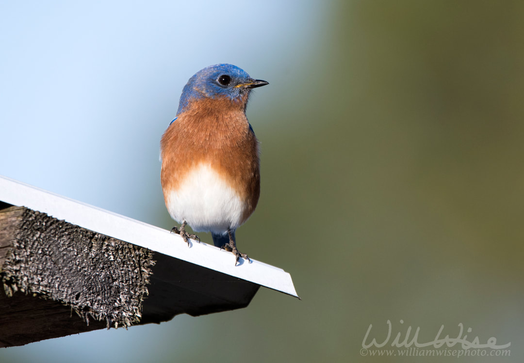 Eastern Bluebird songbird perched on a shed roof Walton County Georgia Picture