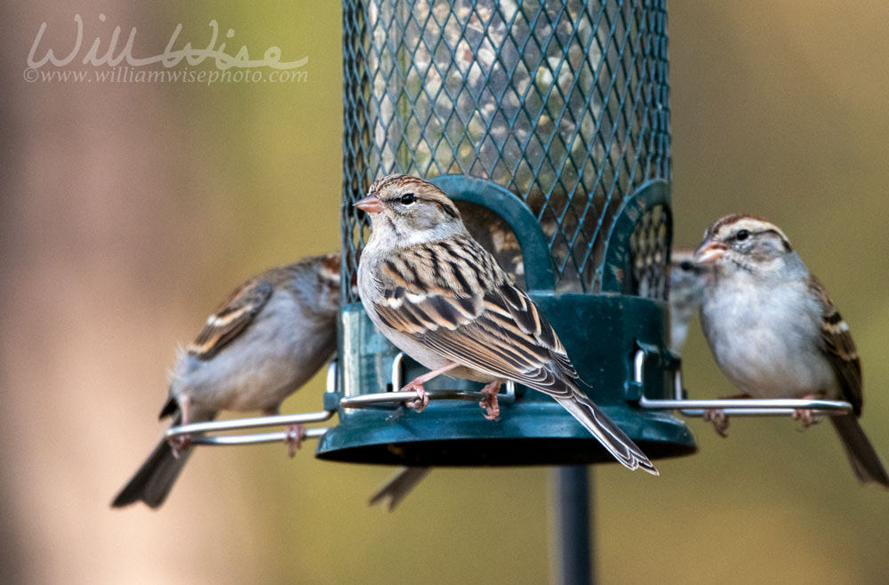 Chipping Sparrow at bird seed bird feeder Picture