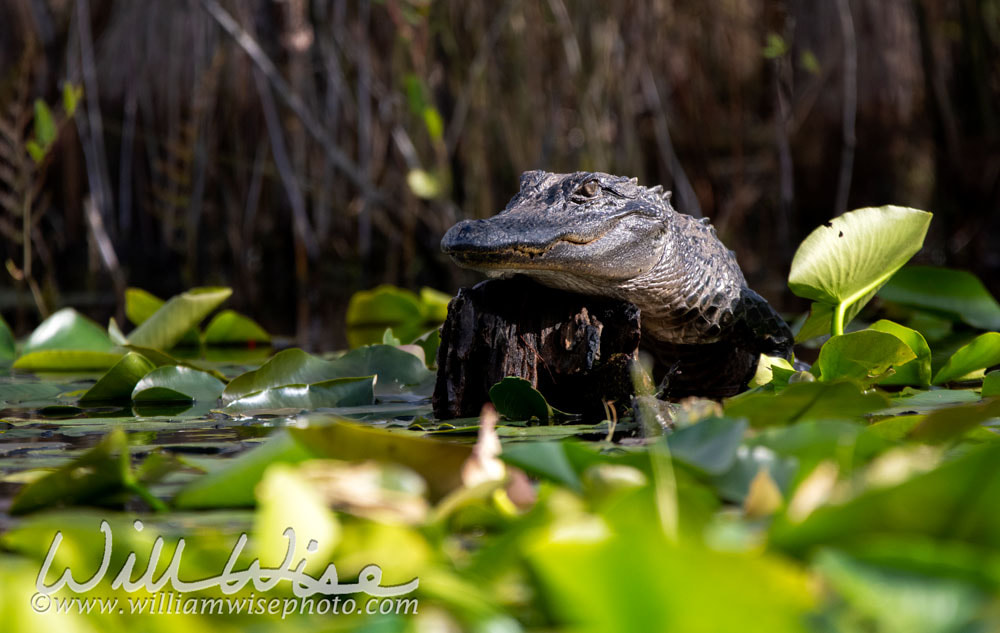 American Alligator basking on a log in a blackwater swamp Okefenokee Picture