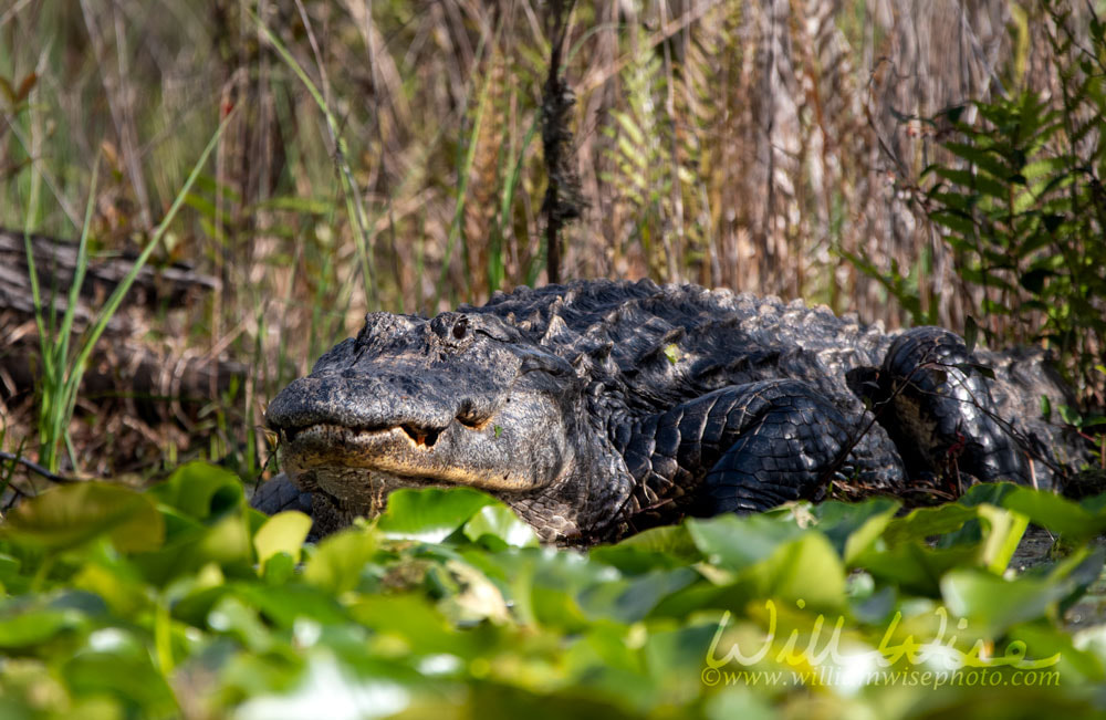 Giant American Alligator laying on lily pad hammock in the Okefenokee Swamp, Georgia Picture