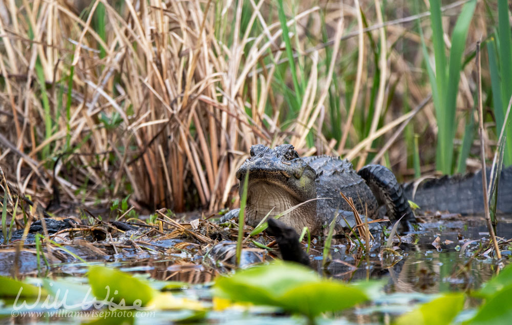 American Alligator laying on lily pads in the Okefenokee Swamp, Georgia Picture