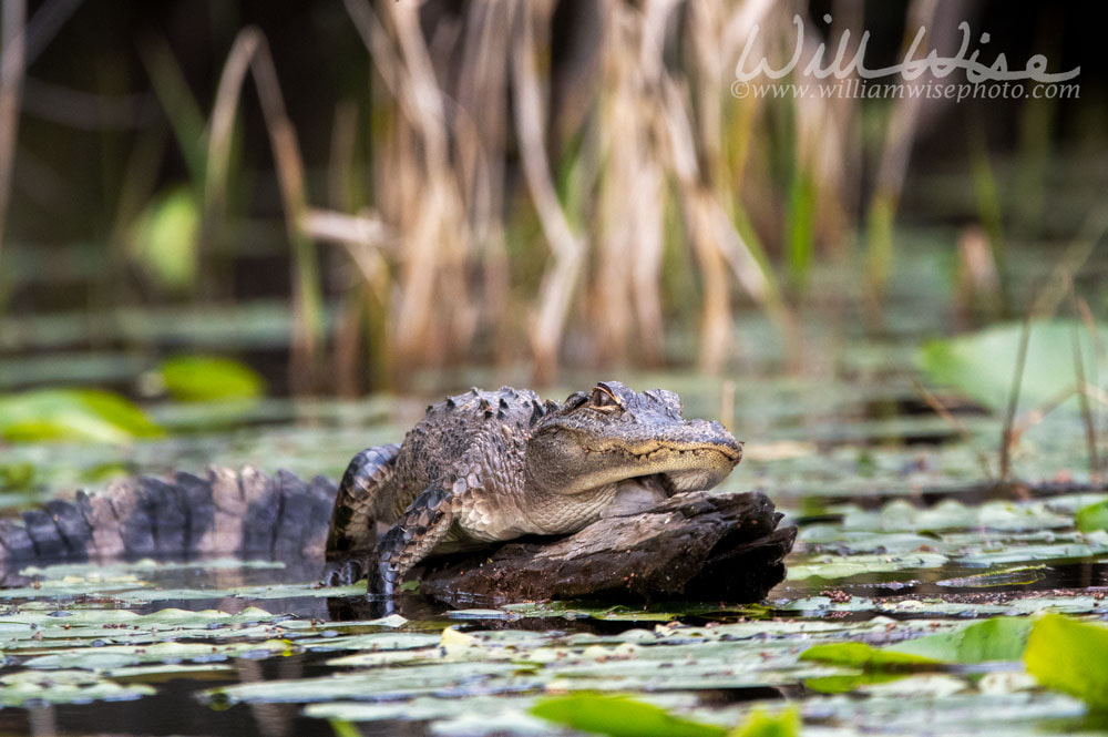 American Alligator in a dark blackwater swamp; Okefenokee National Wildlife Refuge, Georgia Picture