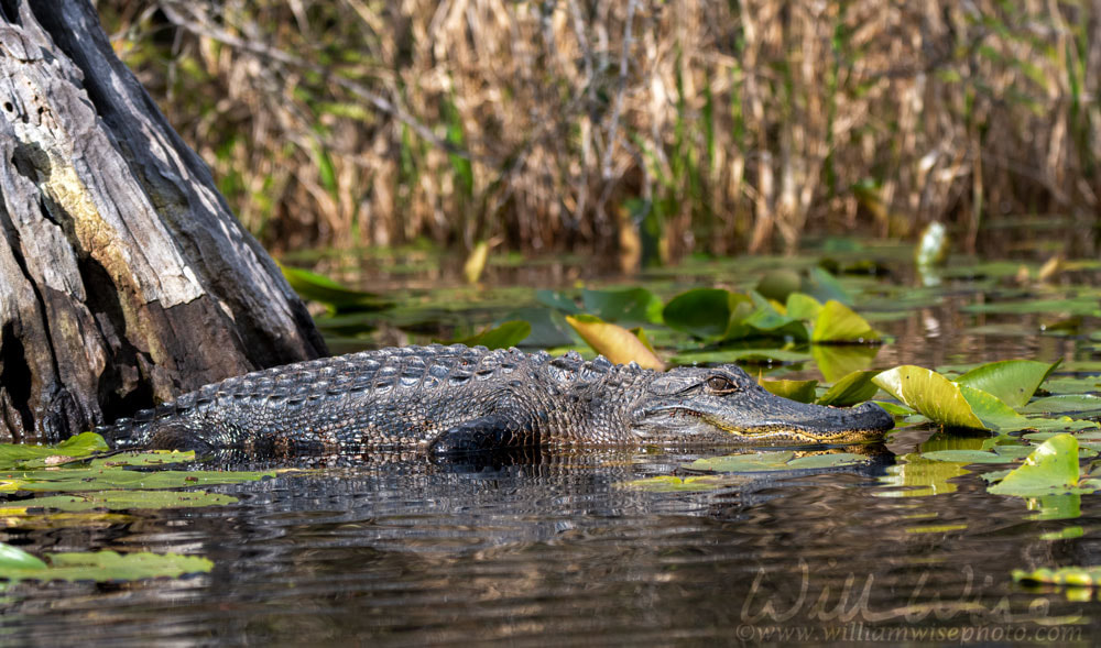 American Alligator basking by a Cypress stump in the Okefenokee Swamp Picture