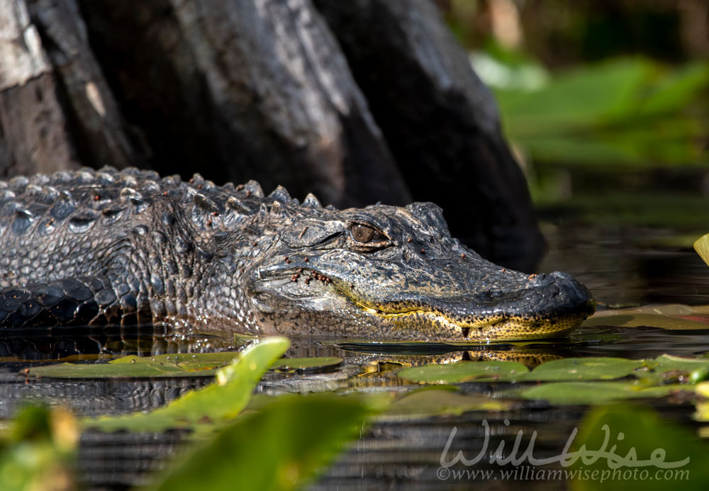 Close up of an American Alligator basking by a Cypress stump in the Okefenokee Swamp Picture