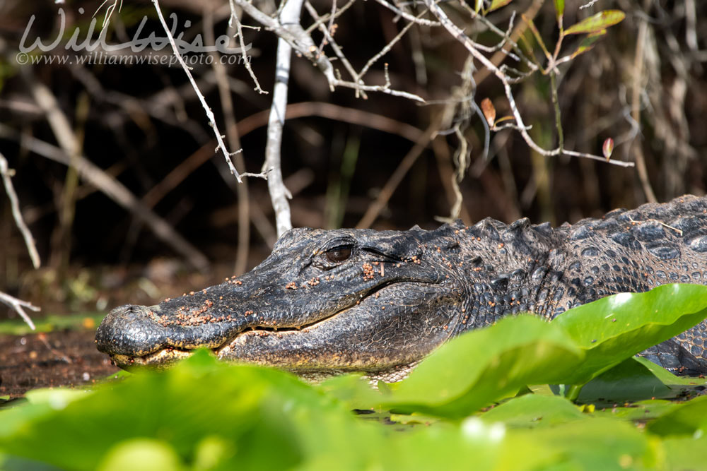 Large Okefenokee Swamp Alligator, Georgia Picture