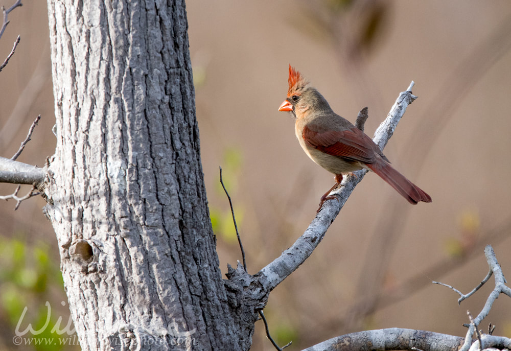 Female Northern Cardinal Creation Speaks Picture