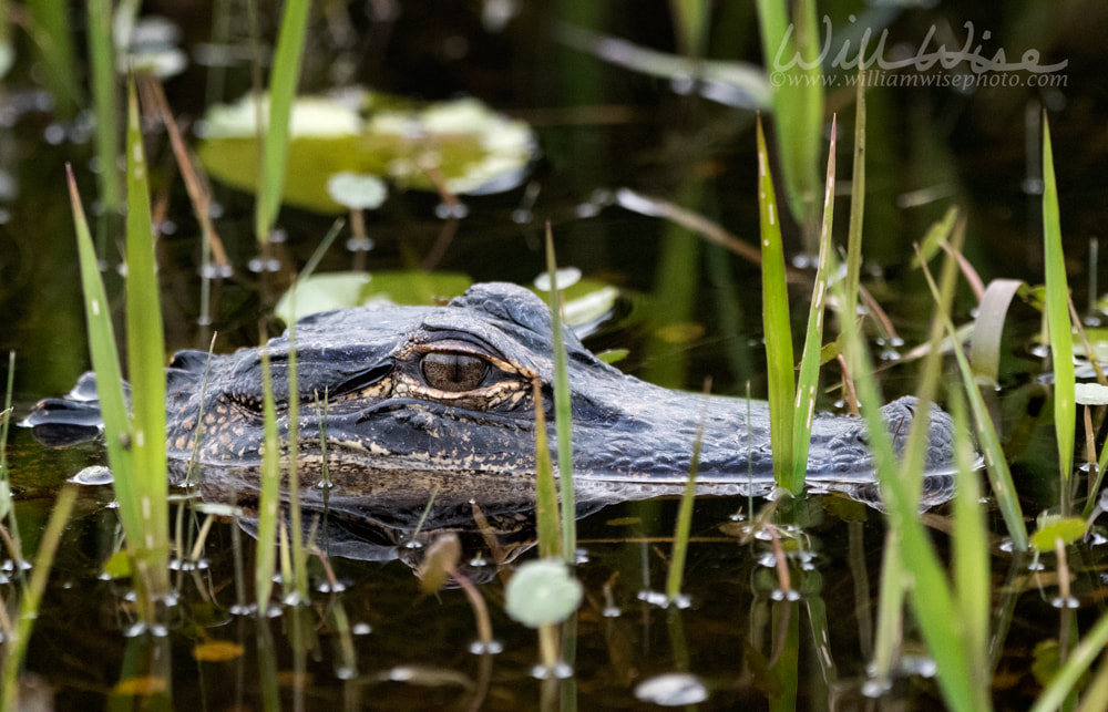 American Alligator swimming in blackwater swamp grass Okefenokee Swamp National Wildlife Refuge, Georgia Picture