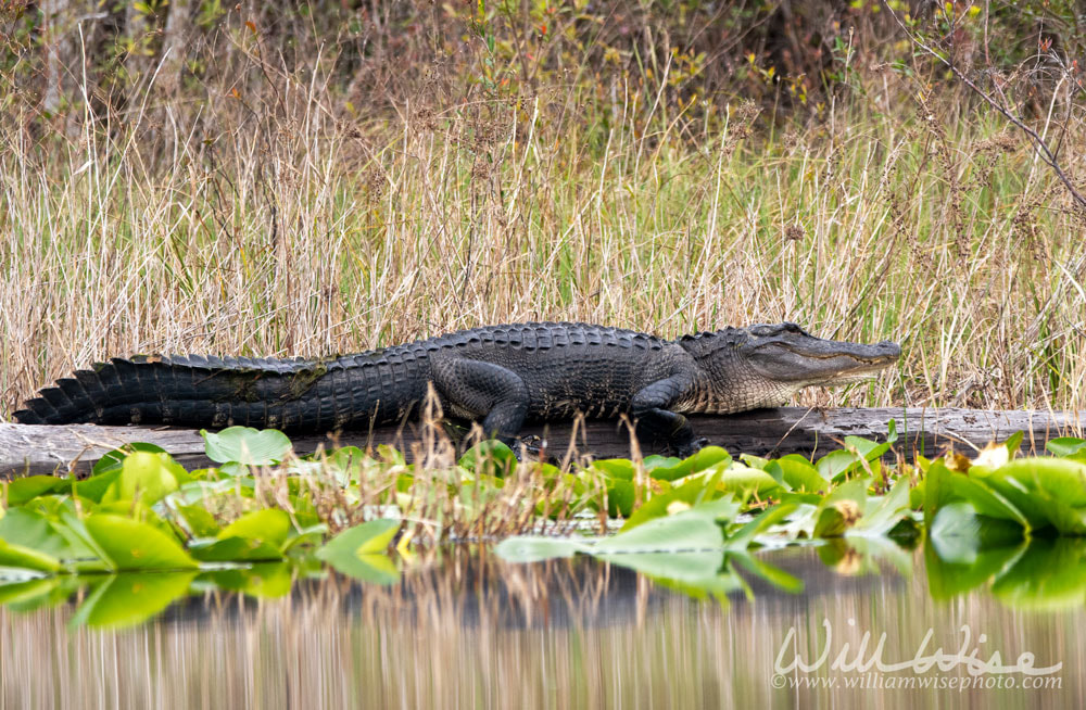 Large alligator basking in the Okefenokee Swamp Billy`s Lake, Georgia Picture