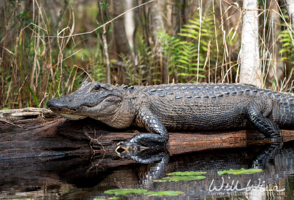 American Alligator close up stretched out on a long; Okefenokee Swamp, Georgia Picture