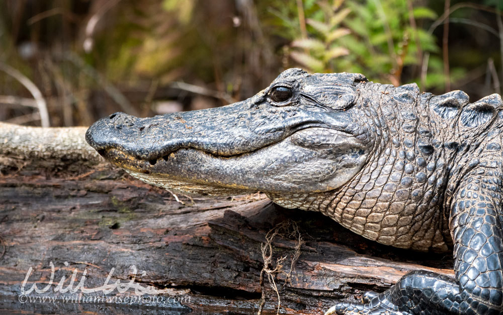 American Alligator close up stretched out on a long; Okefenokee Swamp, Georgia Picture