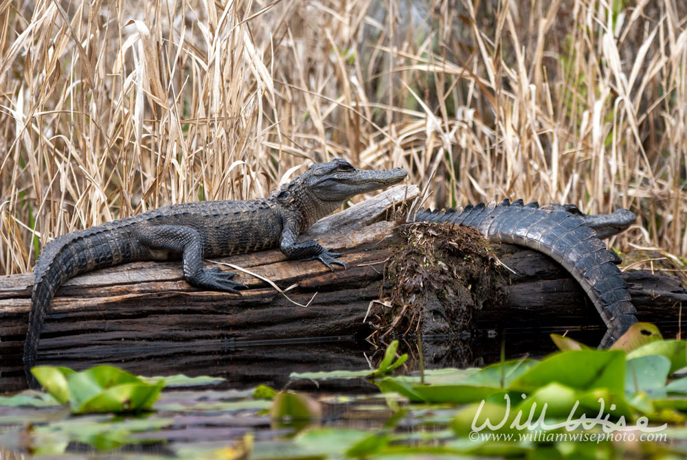 Young American Alligators basking on a long in Minnies Lake; Okefenokee Swamp, Georgia Picture