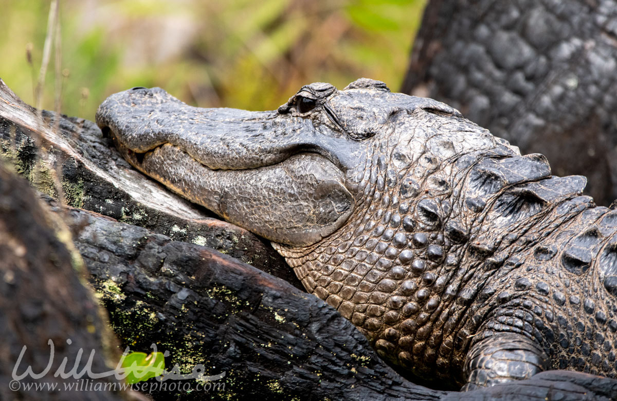 American Alligator laying on burned Cypress Stumps in the swamp Picture