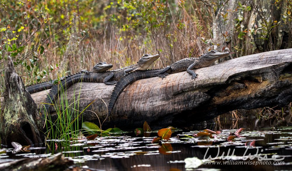 Three juvenile American Alligators basking on a long in Minnies Lake; Okefenokee Swamp, Georgia Picture