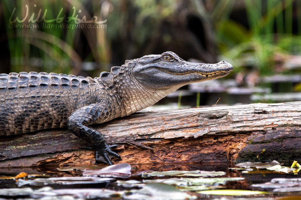 American Alligator laying on a log in the Okefenokee Swamp Picture
