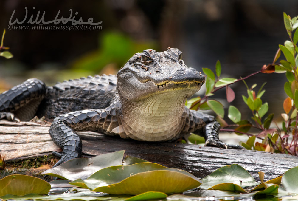 Alligator with scales and sharp teeth Picture