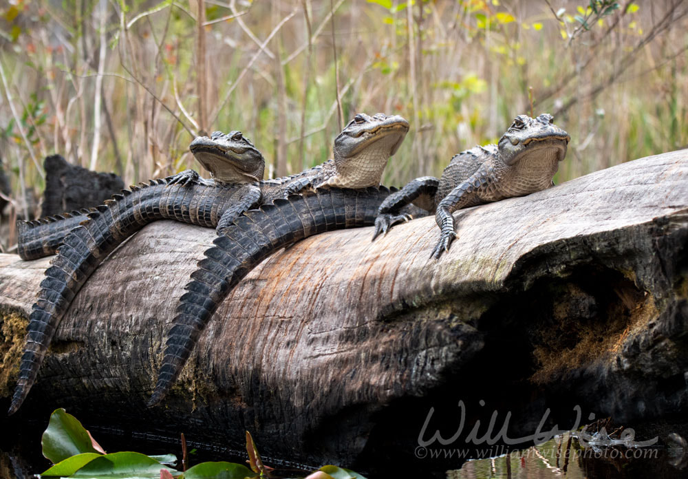 Three young alligators on large dead burned cypress stump in the Okefenokee Swamp Georgia Picture