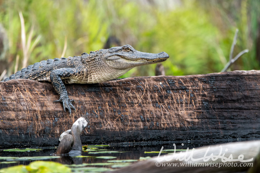 Alligator climbing on a burned cypress log with claw marks, Okefenokee Swamp Georgia Picture