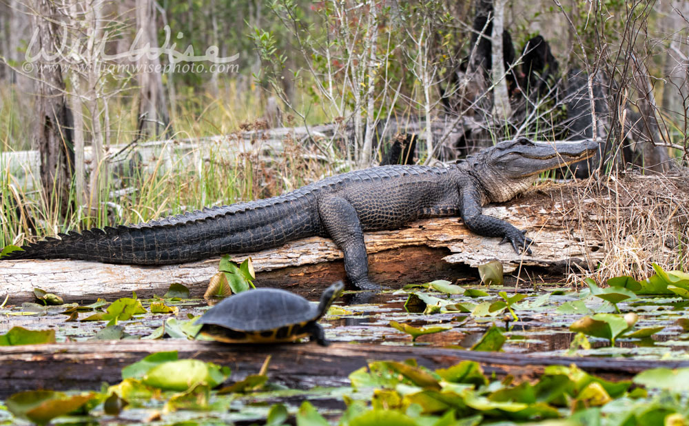 Large American Alligator and Turtle basking in the Okefenokee Swamp Picture