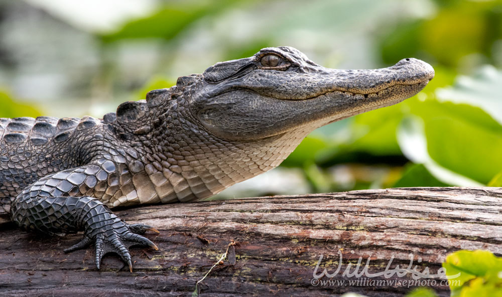 Close up alligator laying on a log Picture