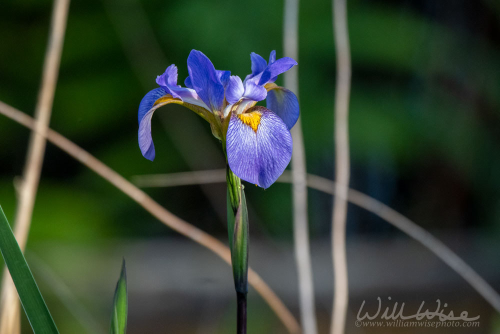 Swamp Iris Southern Blue Flag Picture