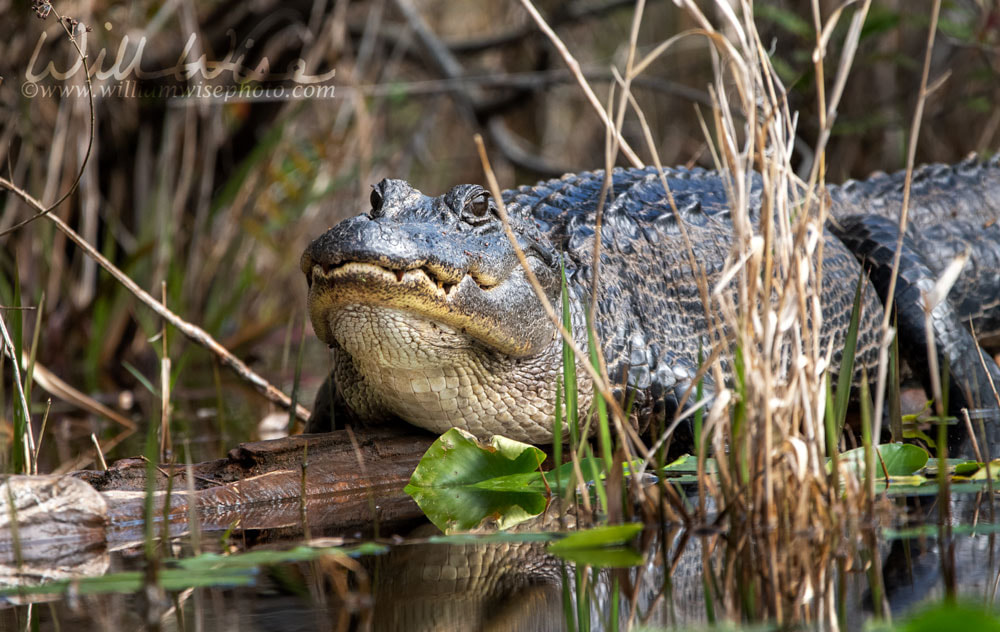 Fat American Alligator laying on a log in a Georgia Florida Swamp Picture