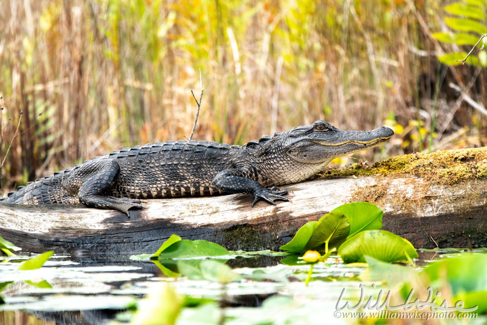 American Alligator basking on a fallen cypress log in the swamp prairie Picture