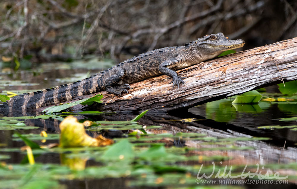 Young American Alligator basking on a fallen cypress log in the swamp prairie Picture