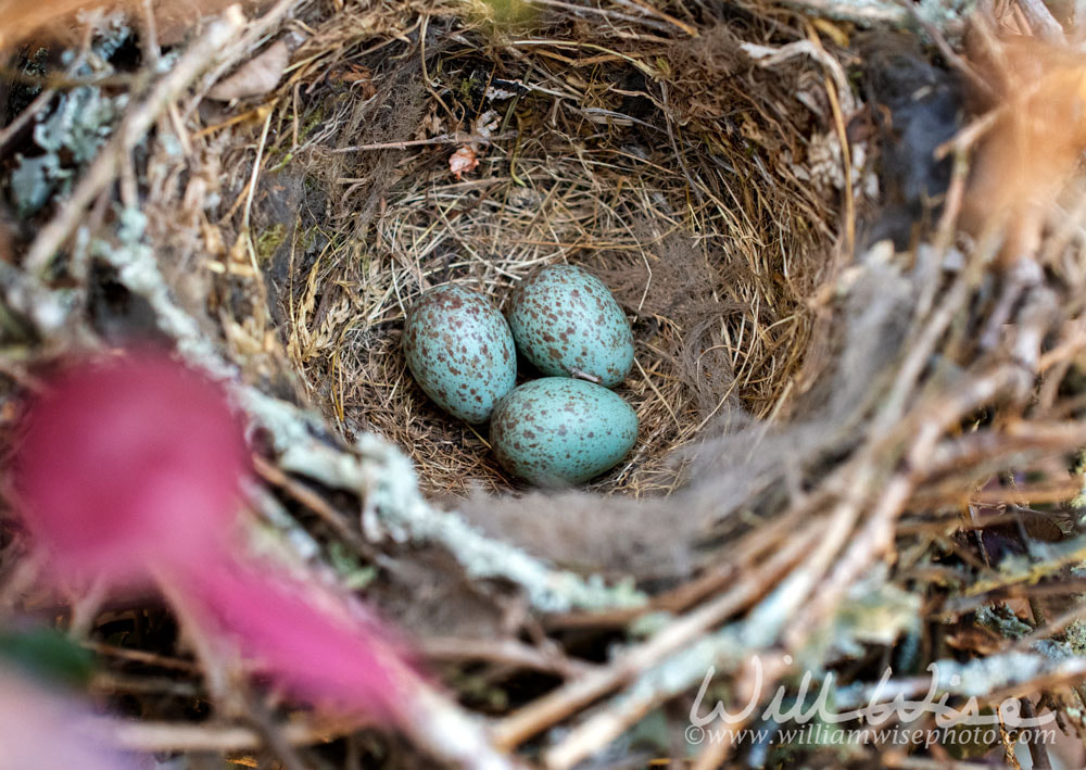 Three Northern Mockingbird eggs in a bird nest Georgia USA Picture