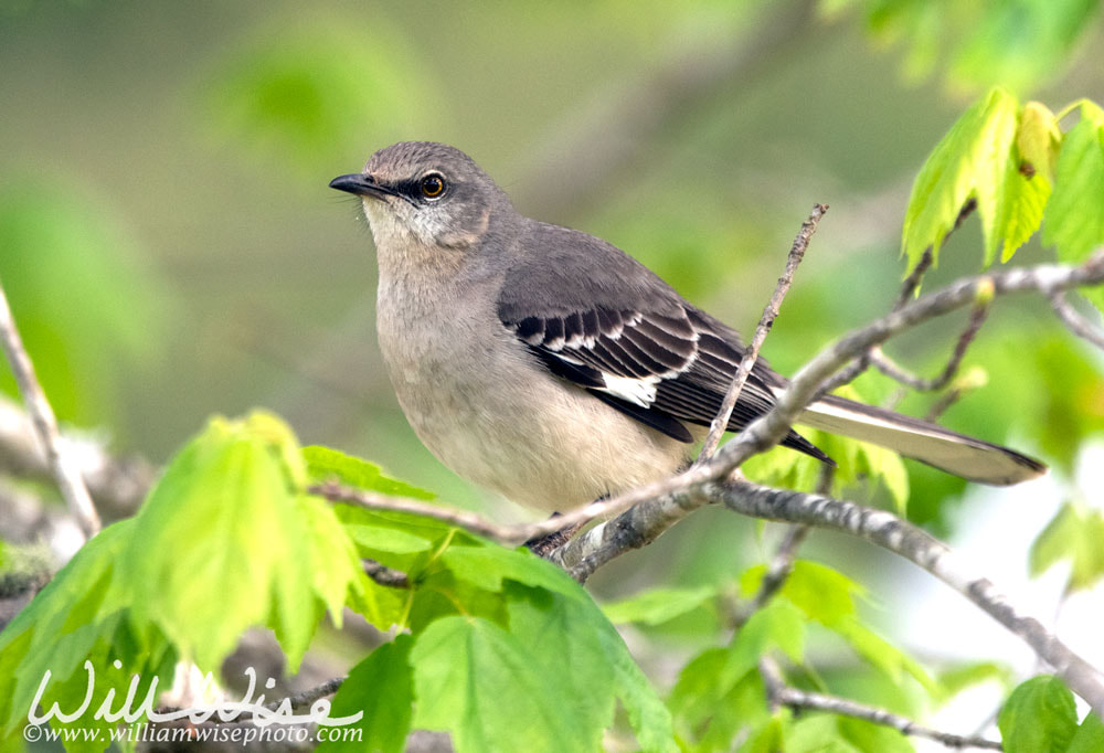 Northern Mockingbird, Mimus polyglottos, perched in a tree watching over a nest of recently hatched baby birds. Backyard birding photography Picture