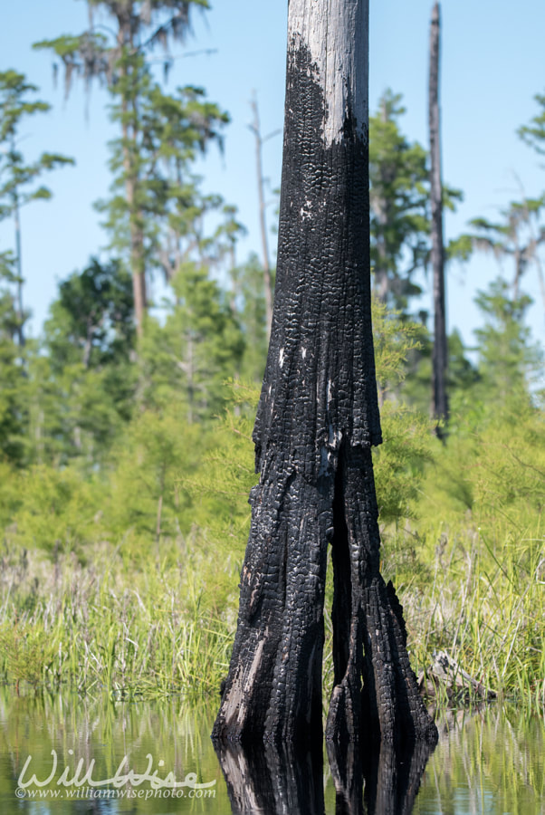 Burned cypress tree stump in the Okefenokee National Wildlife Refuge, Georgia Picture