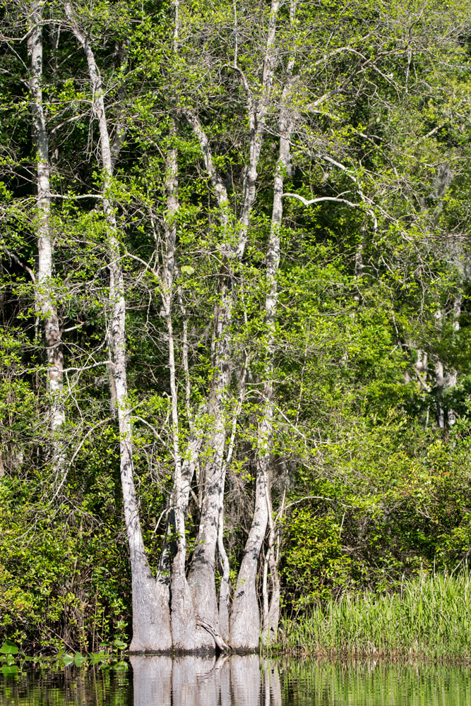 Water Tupelo coppice growing in Okefenokee Swamp, Georgia Picture