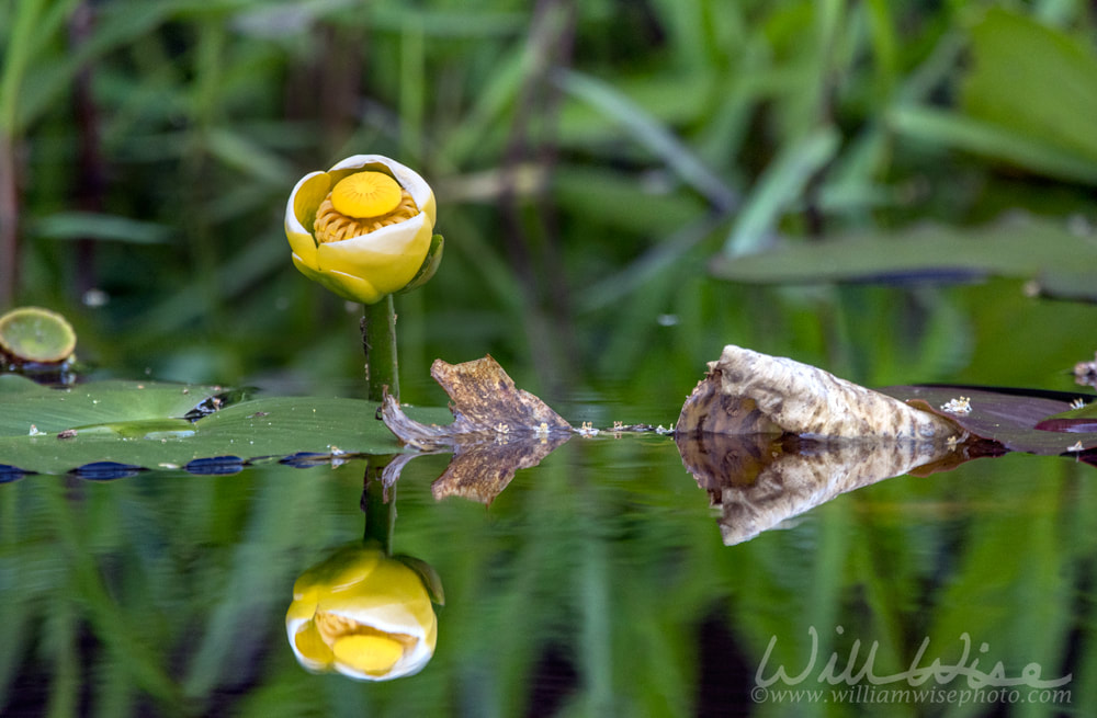 Yellow Water Lily floating in blackwater swamp, Okefenokee Georgia Picture