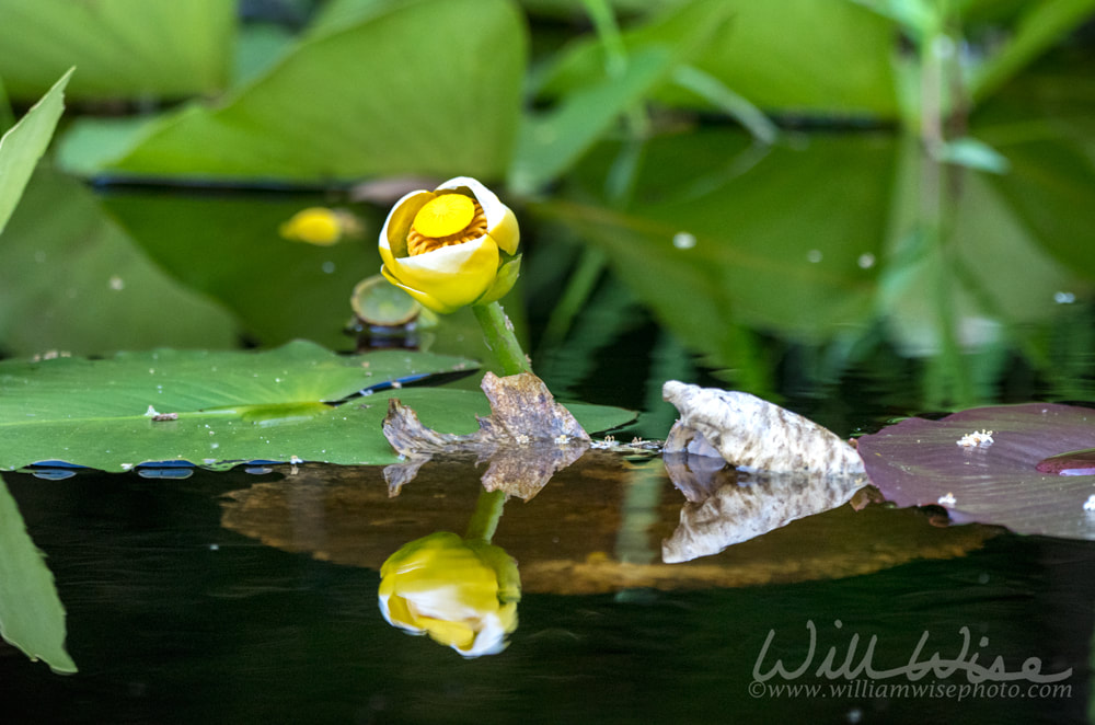 Yellow Water Lily reflection in blackwater swamp, Okefenokee Georgia Picture