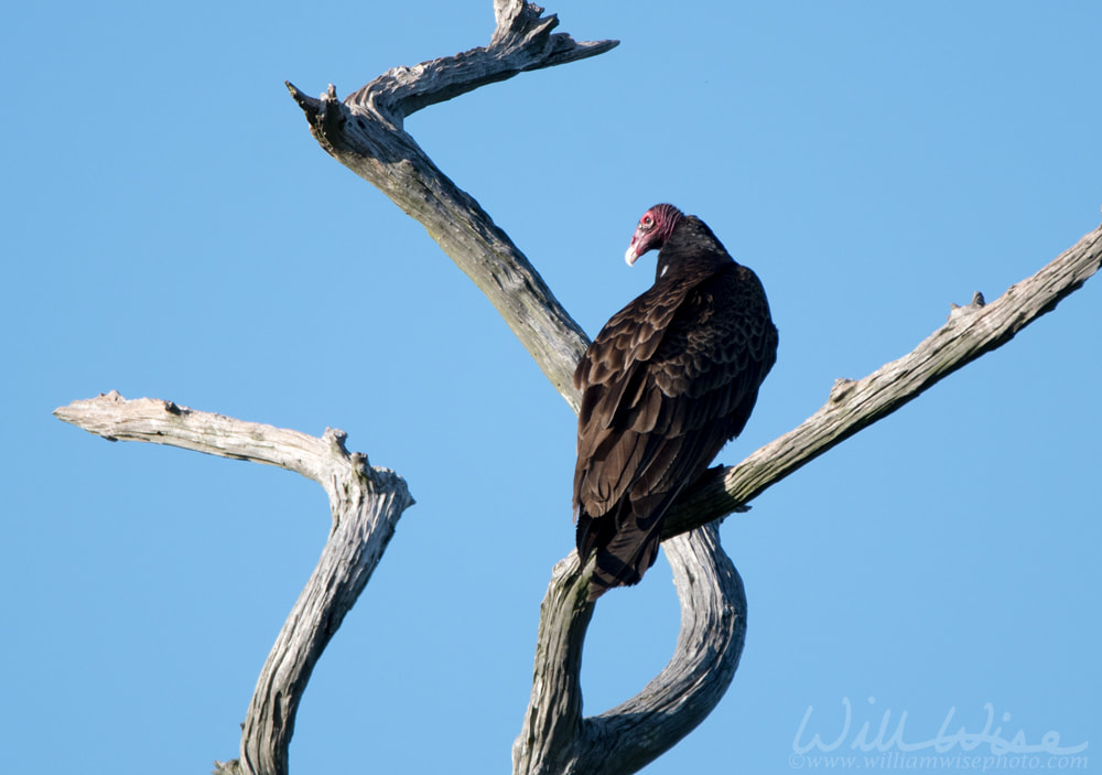 Turkey Vulture perched in gnarled dead swamp cypress Picture
