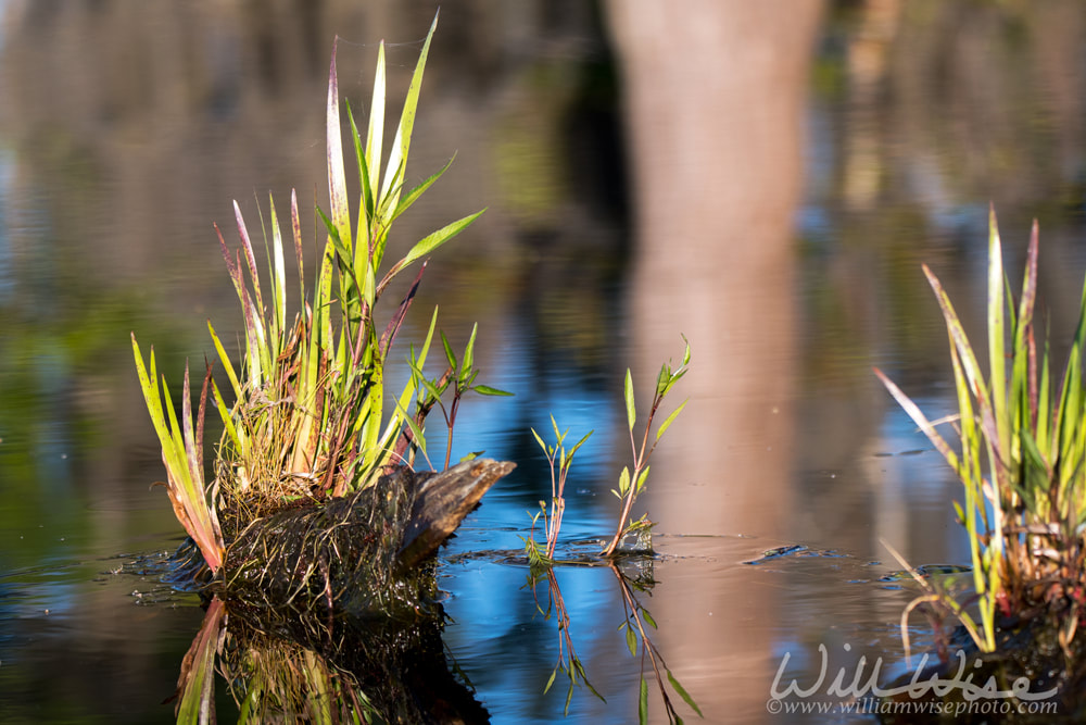 Maidencane grass tussock growth reflected in blue Okefenokee Swamp water along kayak nature trail Picture