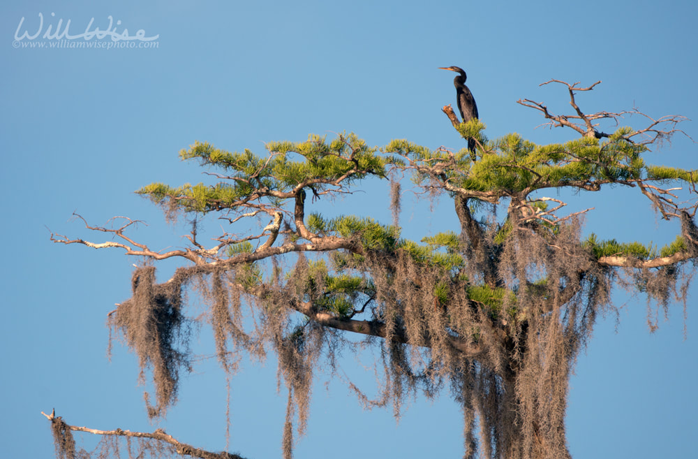Anhinga bird perched atop a large Pond Cypress tree with Spanish Moss Picture