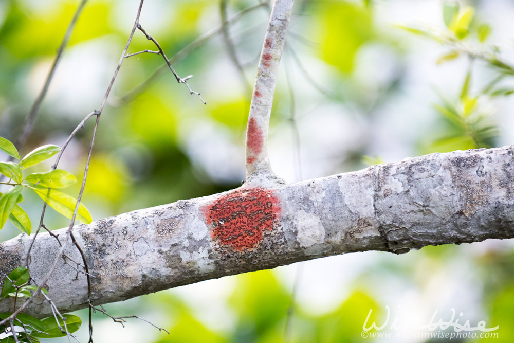 Red Lichen Picture