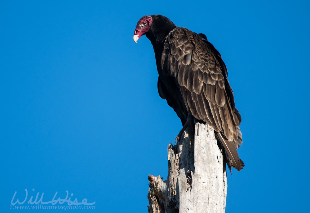 Turkey Vulture perched on dead tree in blue sky morning sunrise Picture