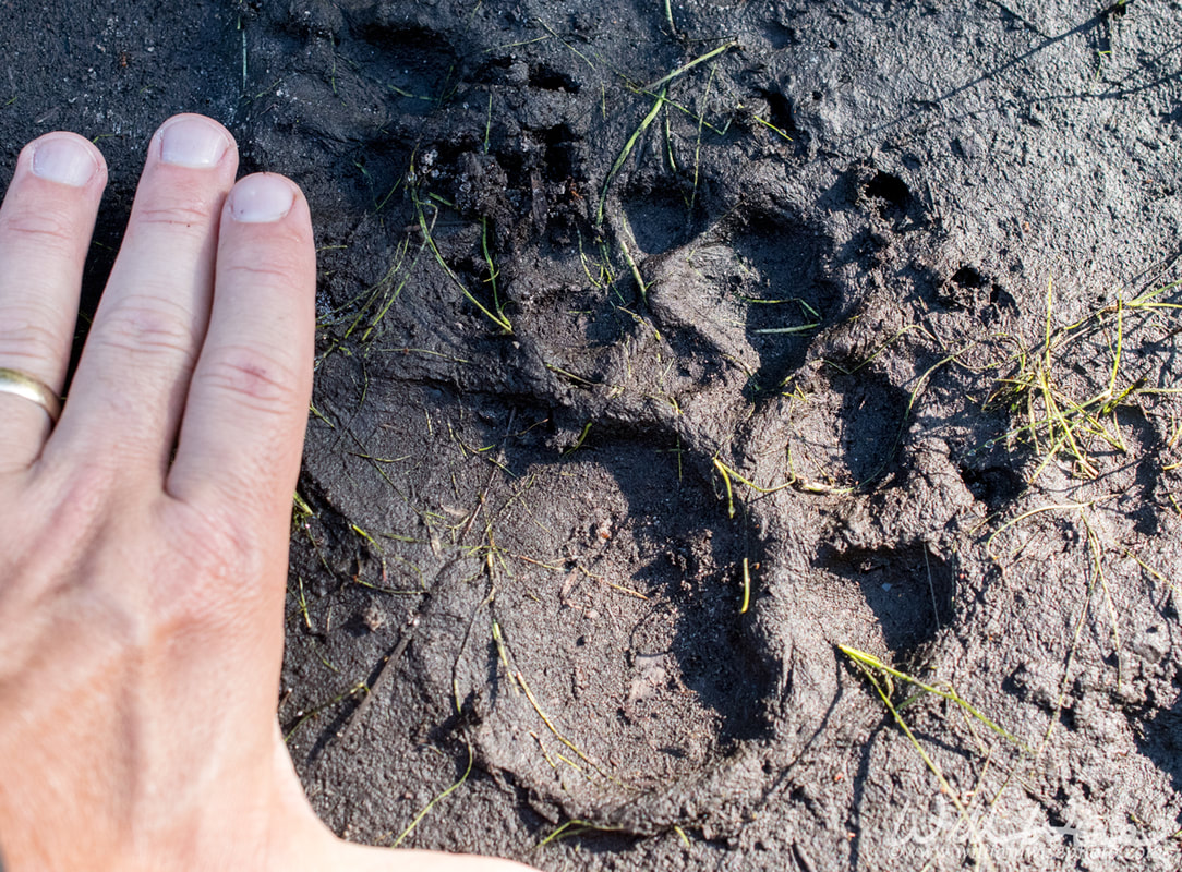 American Black Bear paw track found along Georgia hiking trail Picture