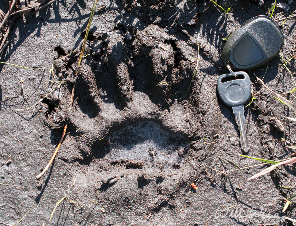 American Black Bear paw track found along Georgia hiking trail Picture