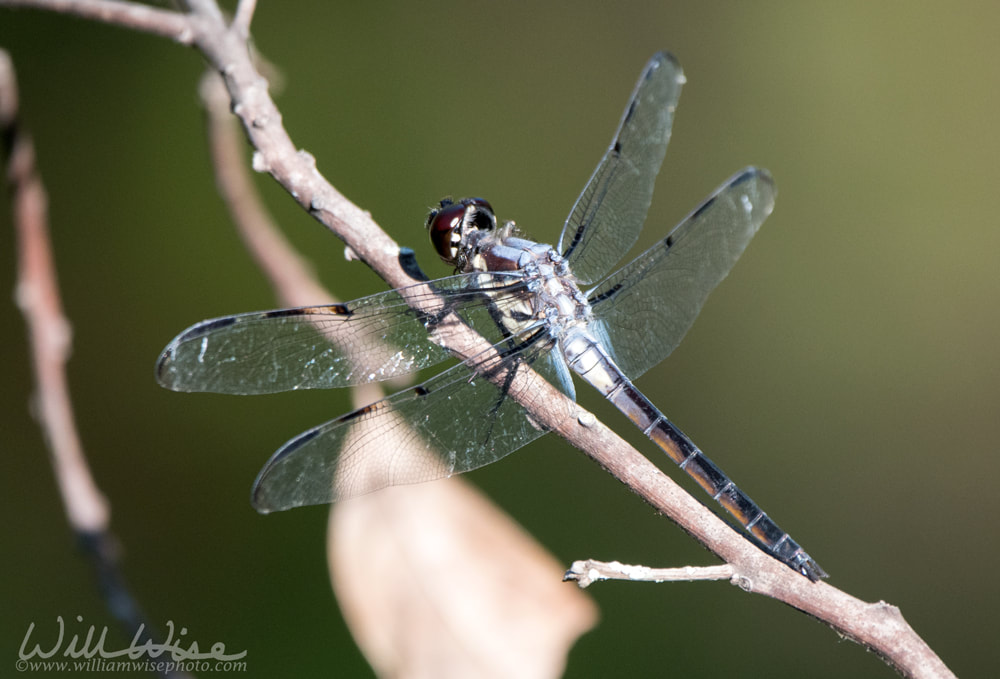 Irridescent blue Bar Winged Skimmer dragonfly Picture