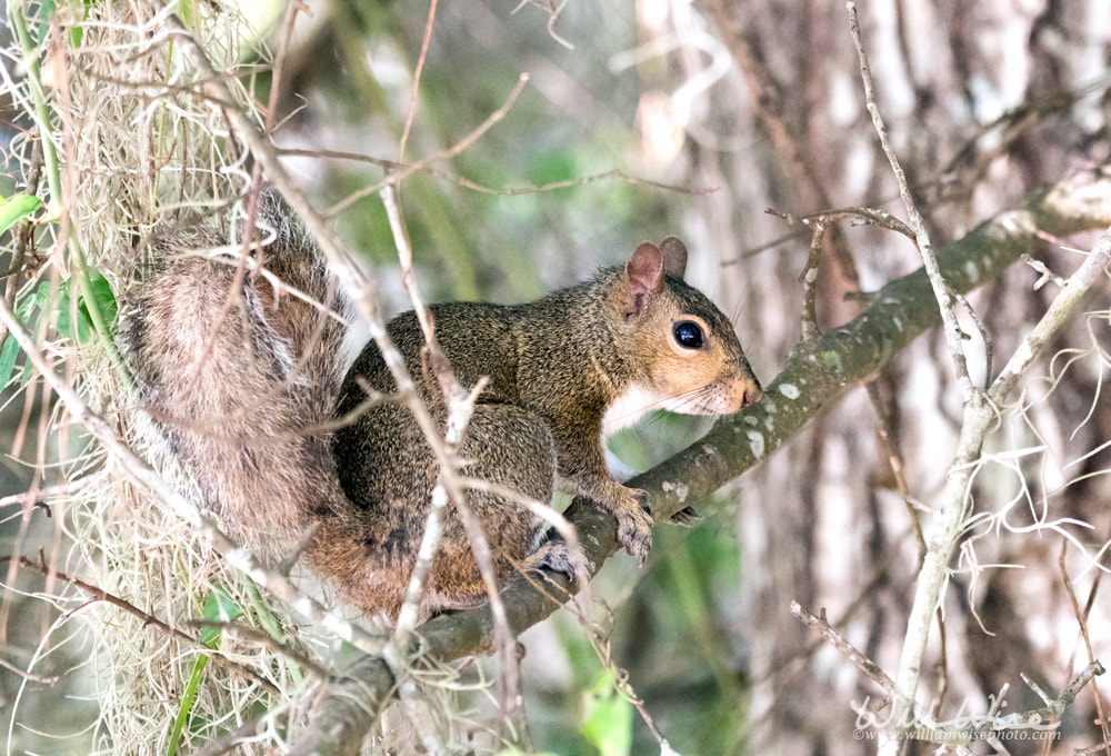 Eastern Gray Squirrel in the Okefenokee Swamp, Georgia Picture