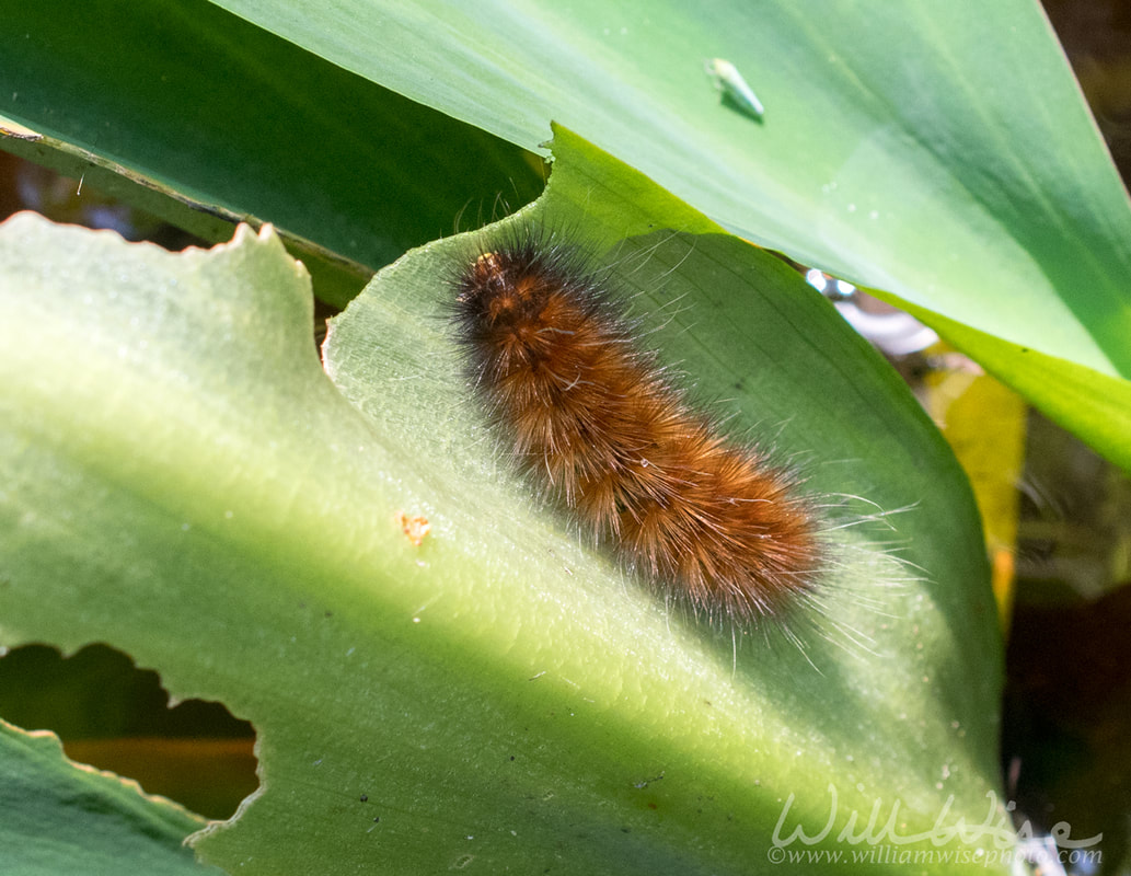 Tiger Moth caterpillar eating Golden Club leaves in Okefenokee Swamp, Georgia USA Picture