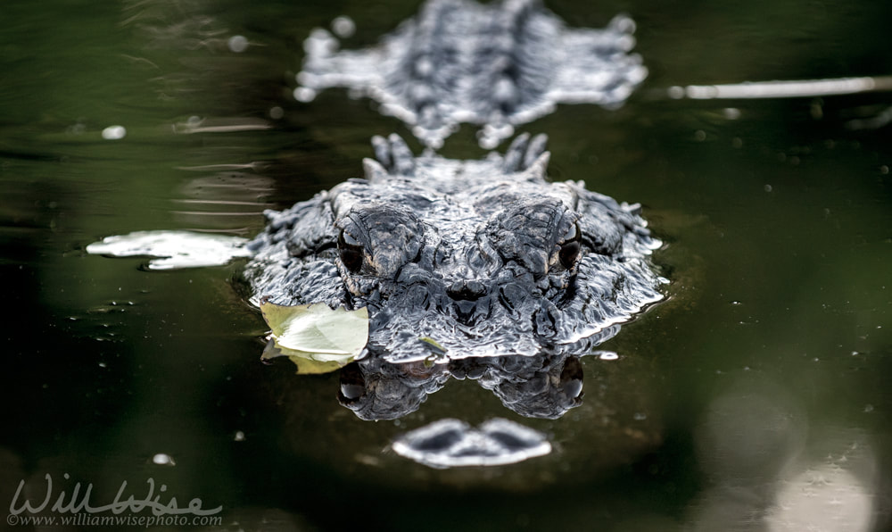 Scary large alligator in swamp swimming at camera Picture