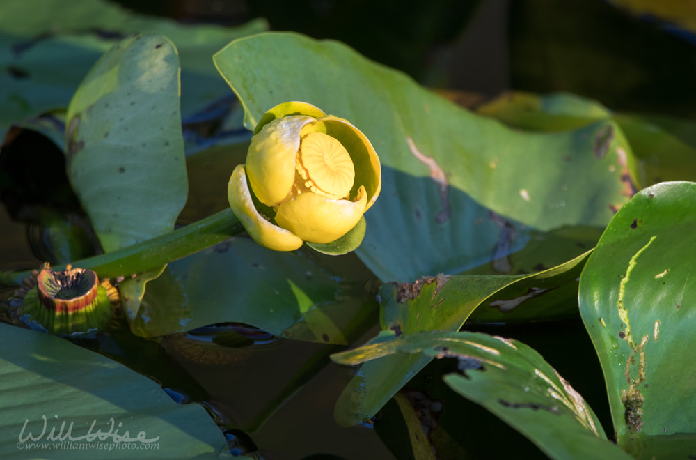 Yellow Water Lily spatterdock flower and lily pads Picture