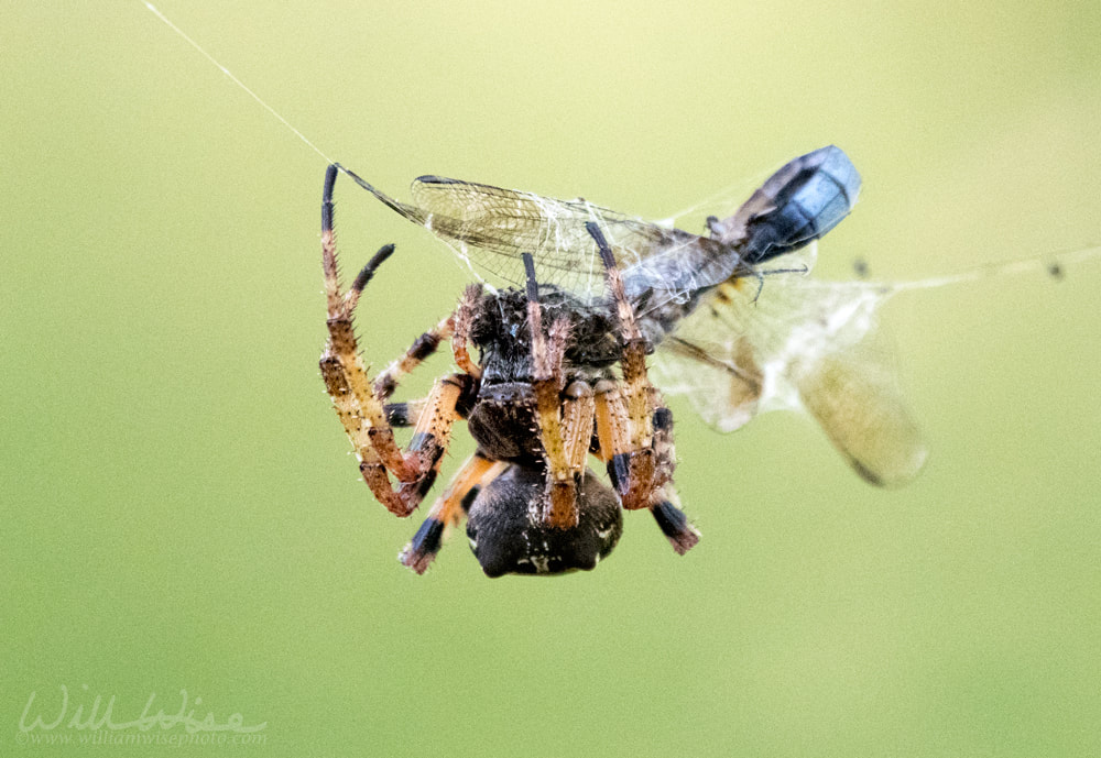 Orbweaver spider eating dragonfly in a web Picture