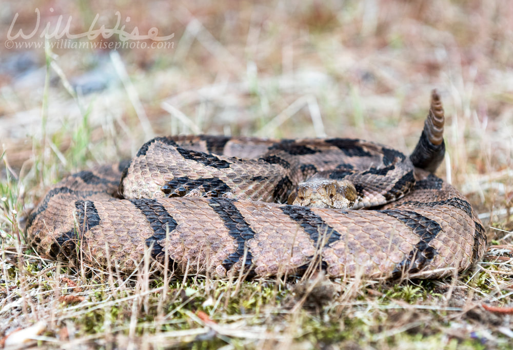 Canebrake Timber Rattlesnake coiled rattling and ready to strike Picture