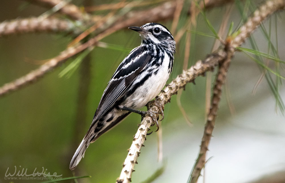 Black and White Warbler bird perched in a pine tree, Georgia birding Picture