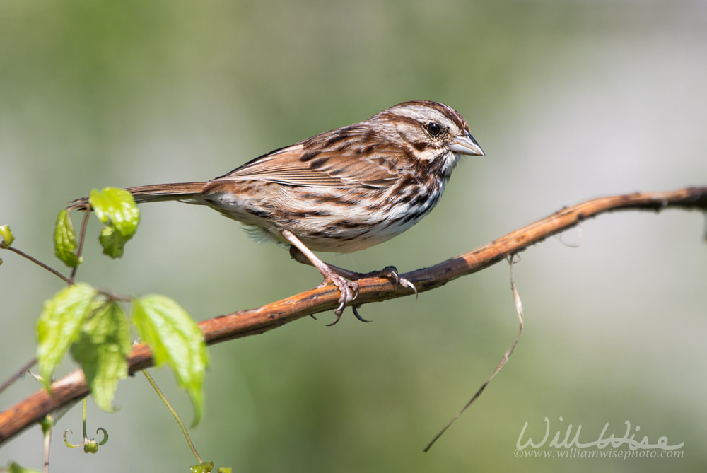 Song Sparrow songbird, Walton County, Georgia Picture
