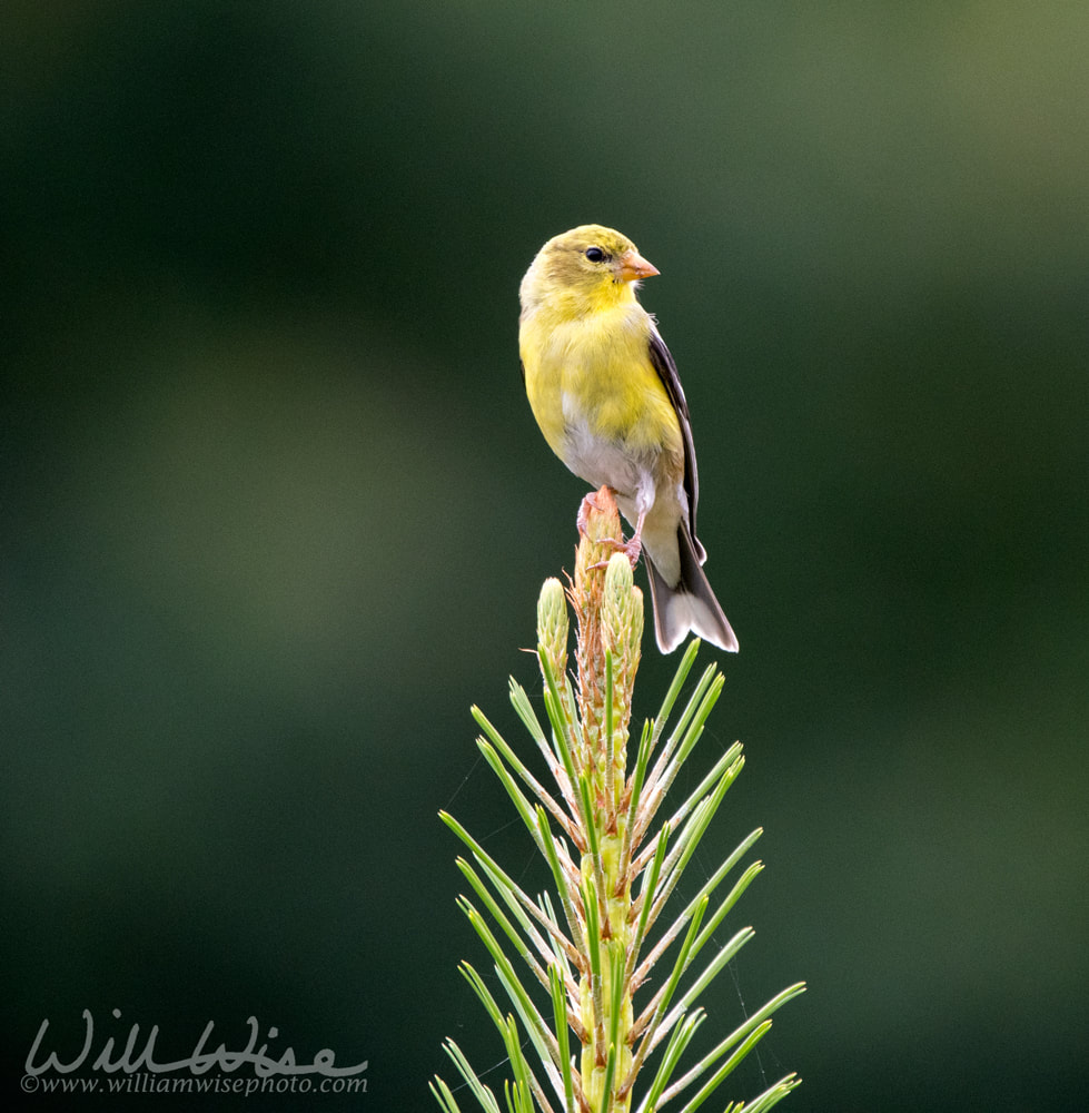 Female American Goldfinch perched on pine sapling, Walton County, Georgia USA birding photography Picture